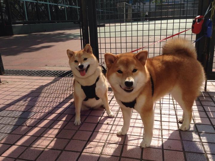 意甲球队利用数据可视化提升战术执行效率的探索,意甲专家分析