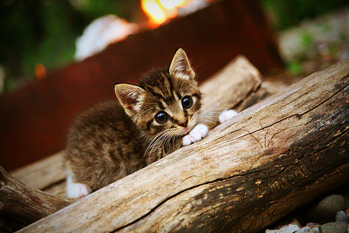 开云平台-“2025世界运动会沙滩手球赛事，精彩持续升温”