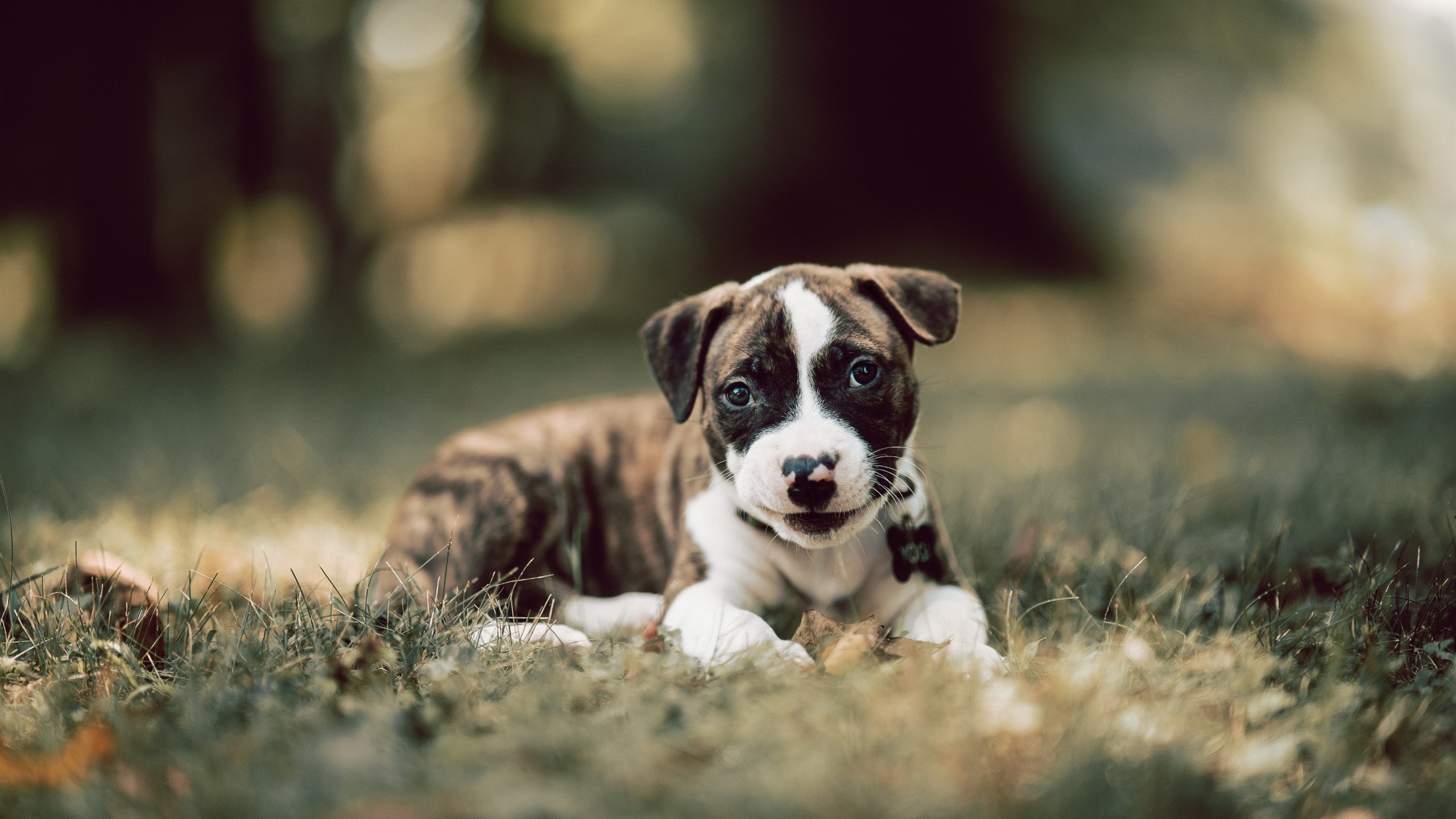 中国男篮注重传球速度与准确性,中国男篮注重传球速度与准确性有关吗