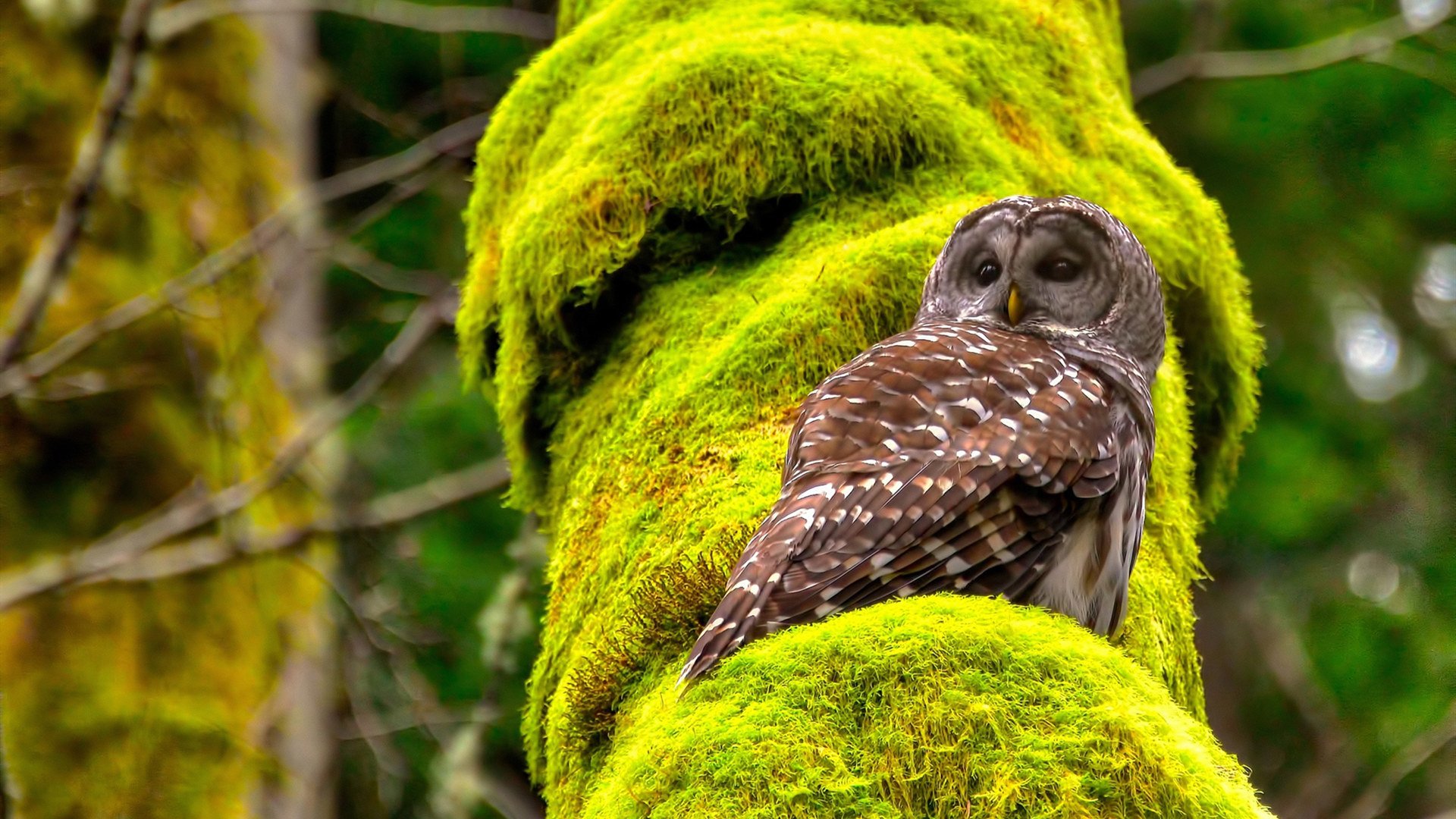 拜仁定位球设计精妙,多次制造威胁,拜仁目标