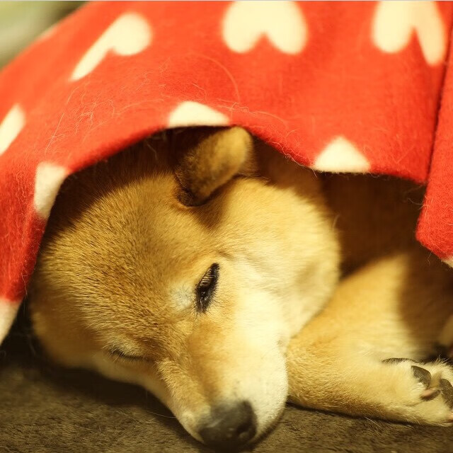 罗马尼亚队表现亮眼,国际乒联混合团体世界杯精彩回顾,罗马尼亚乒乓球世界排名