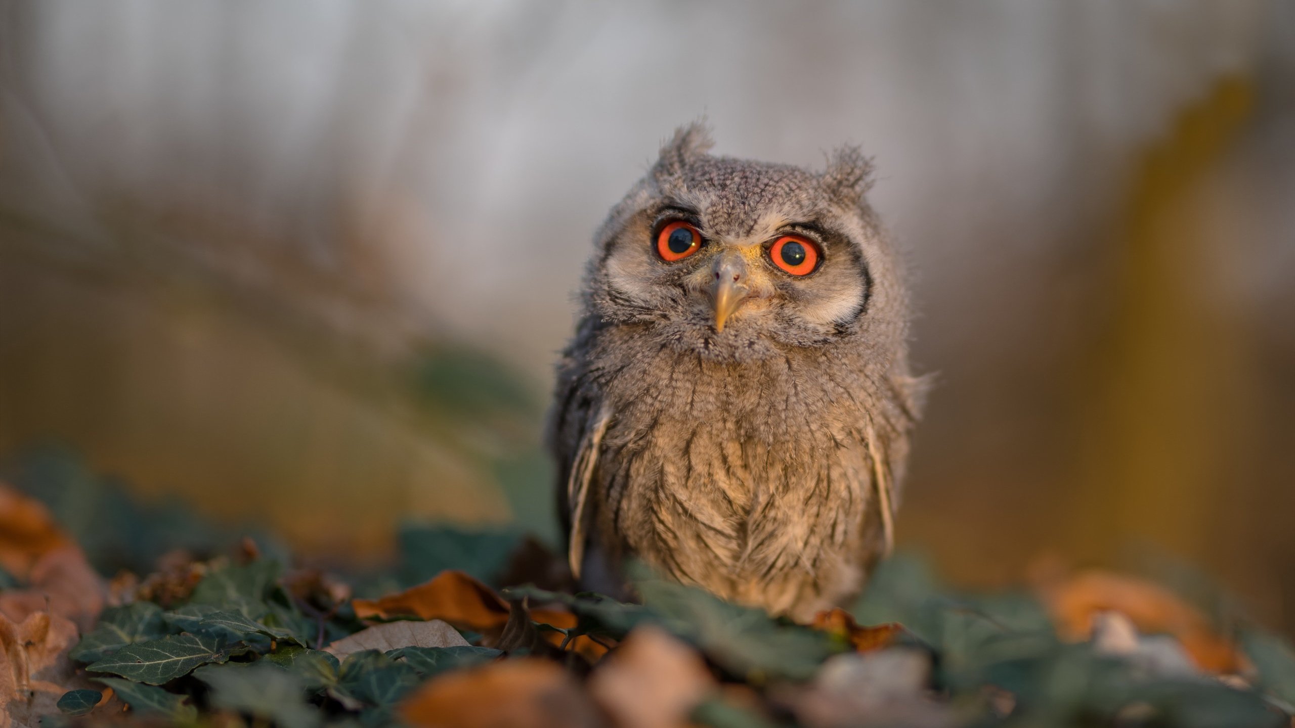 解析国际乒联混合团体世界杯赛制:德国队如何布局,乒乓球团体赛德国阵容