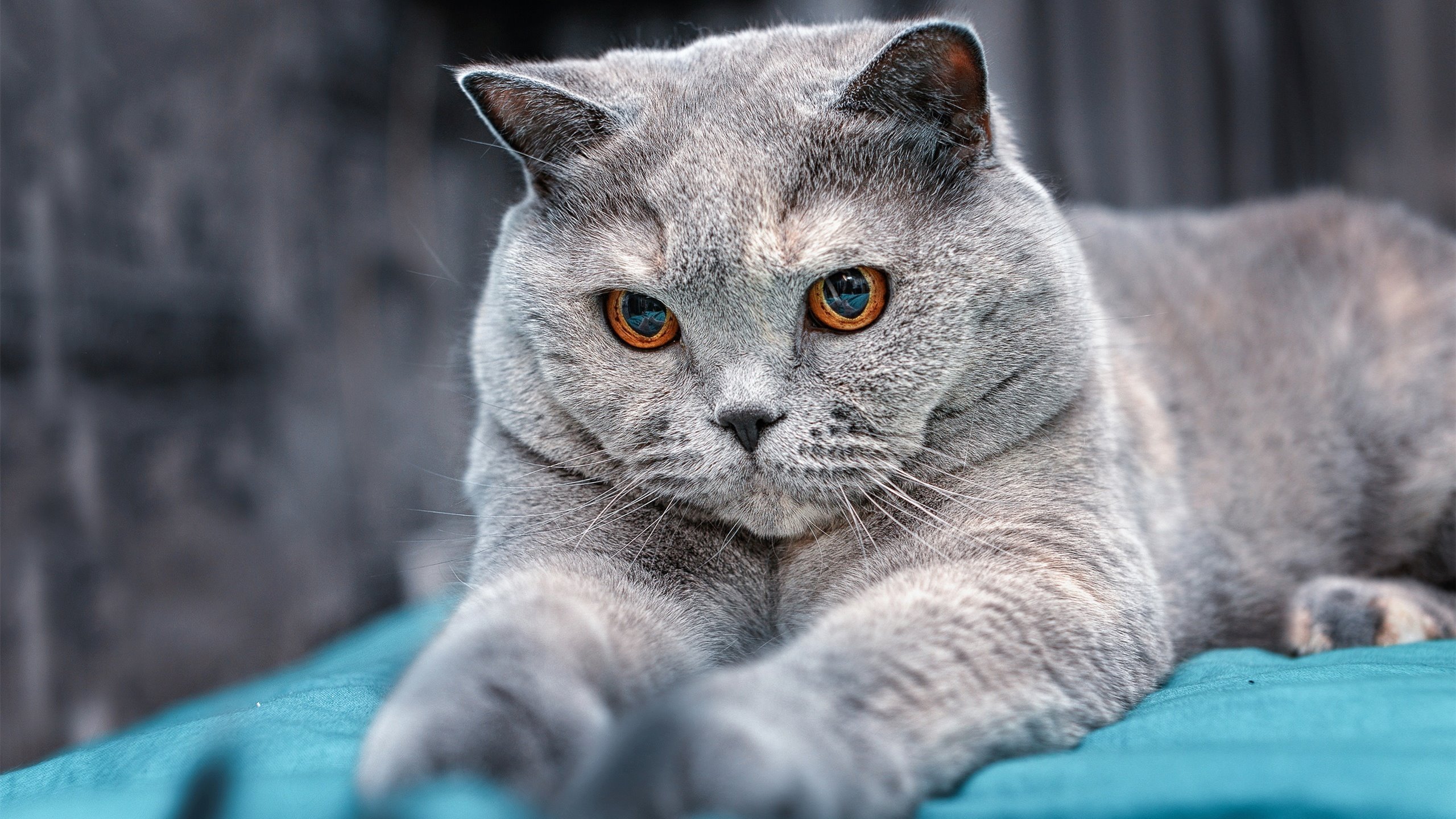 开云官网APP下载-运动科技与可视化训练系统深度融合，运动技术全景分析