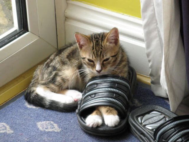 运动科技与可视化训练系统深度融合,运动技术全景分析