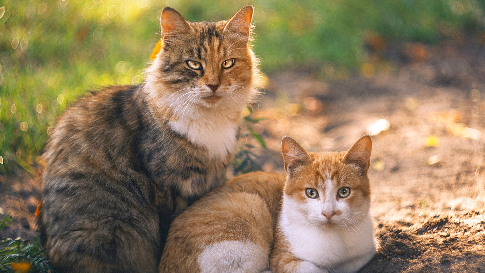 开云kaiyun-青训梯队比赛制度缺少周期性考察体系，青训减半