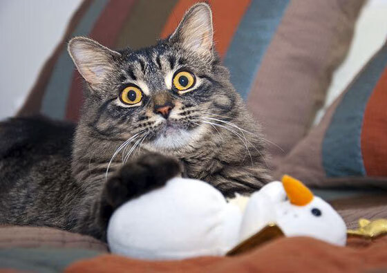 世界杯传世经典:永恒的战斗瞬间!,世界杯殿堂经典回顾