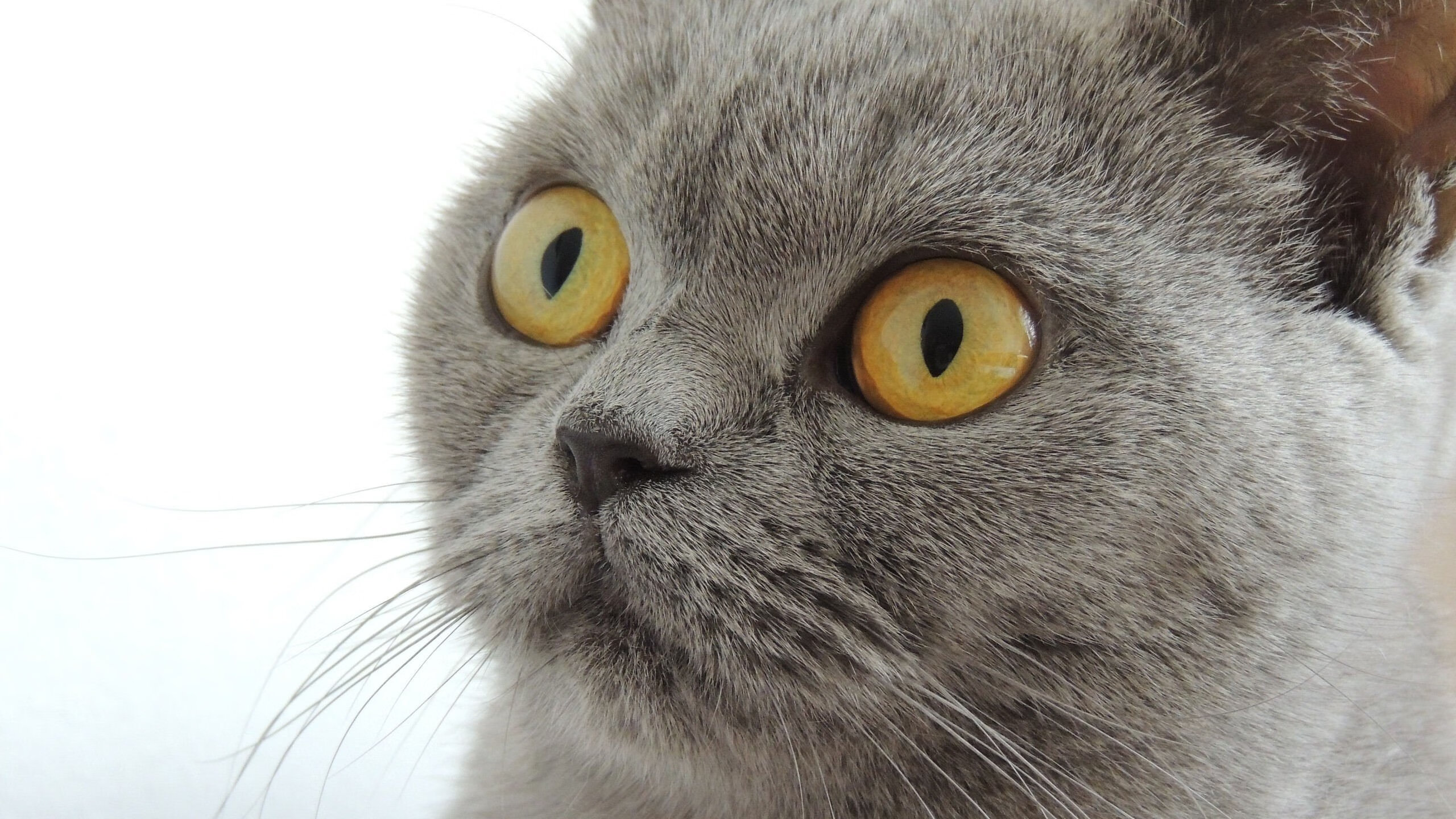 凯瑟琳·伯科夫技术细腻动作流畅,凯瑟琳波克瓦克报道