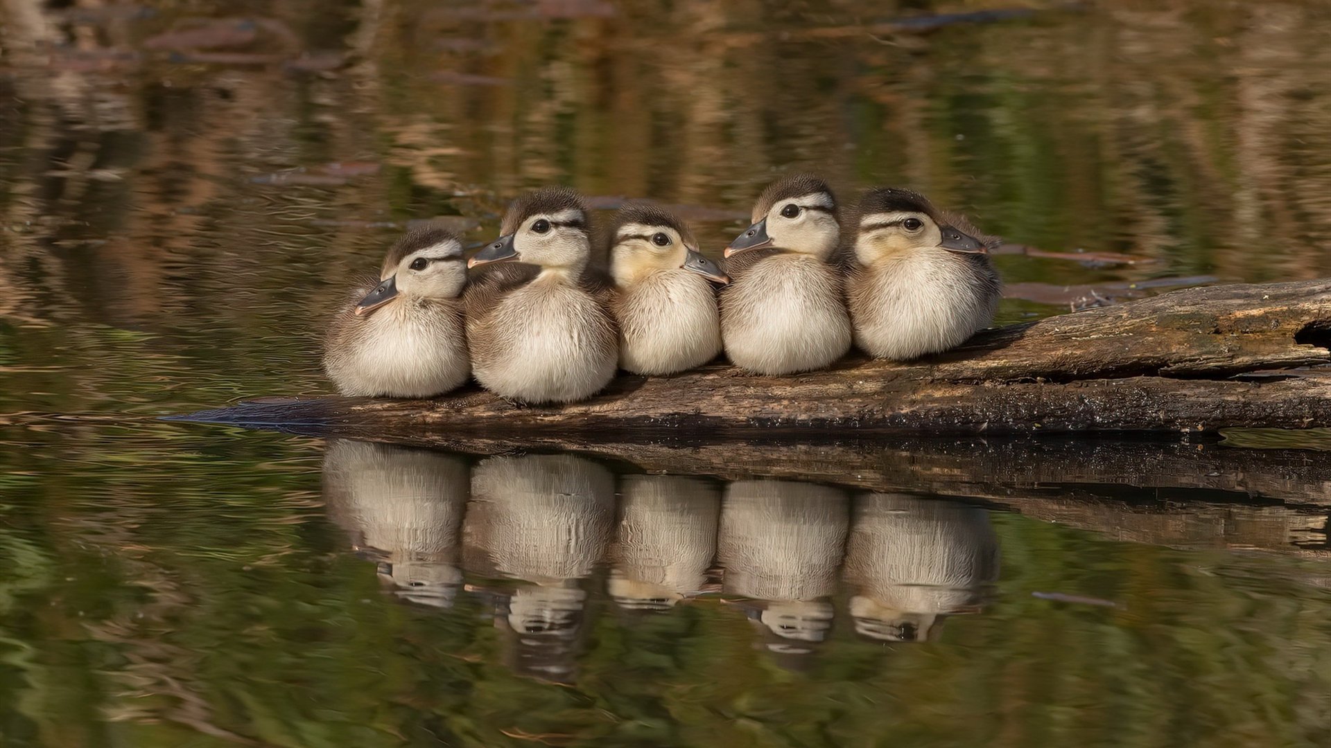 kaiyun中国官方网站-勇士替补阵容完成逆转展现深度优势，勇士队球员替补