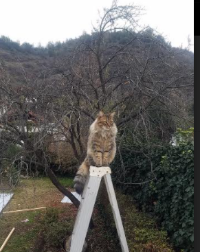 杰克·阿莱克西完美入水点燃现场氛围,杰克莱斯