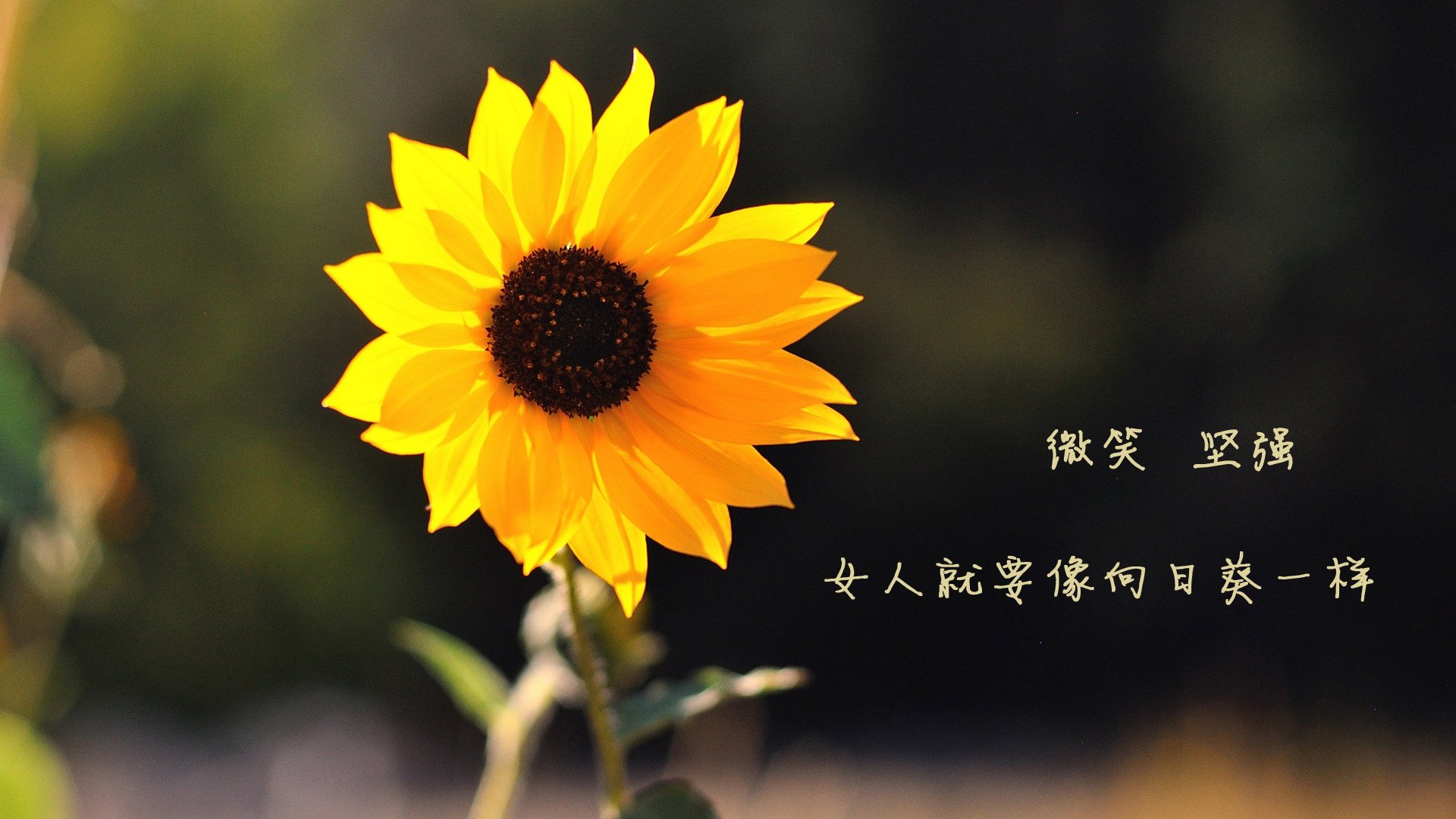 开云官方-极限运动嘉年华燃爆全城观众热情高涨，媒体_极限运动赛事不能再野蛮生长