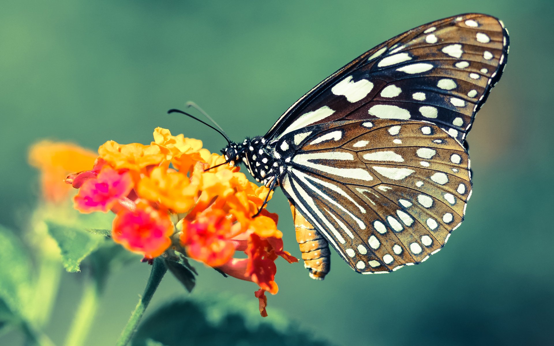 电子竞技校园联赛覆盖高校数量翻倍,校园电子竞技比赛