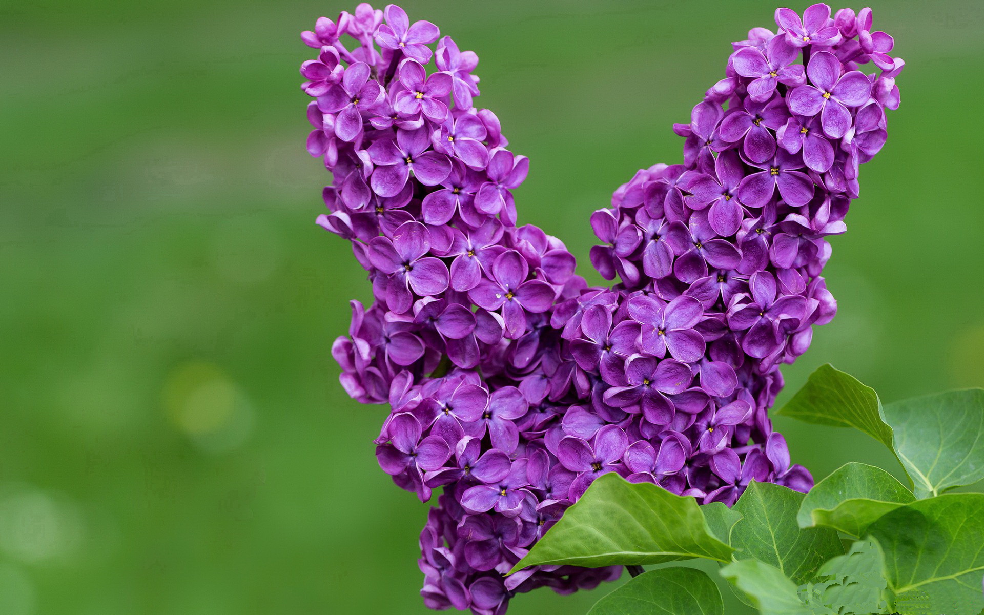 西甲攻防战:精彩瞬间不断刷新纪录!,西甲榜首大战